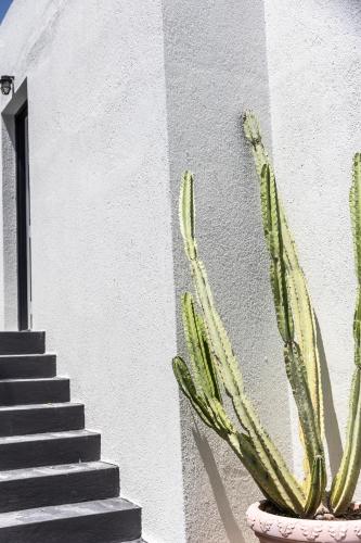 a cactus in a pot next to a staircase at Scorpios Beach in Monolithos