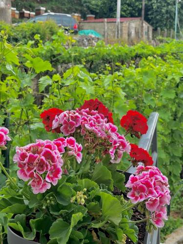 a bunch of pink and red flowers in a garden at Auto camp Radoman in Virpazar