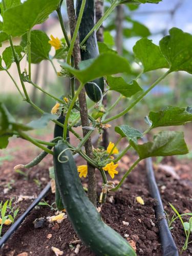 a green cucumber and yellow flowers on a plant at Apartments Stella in Virpazar