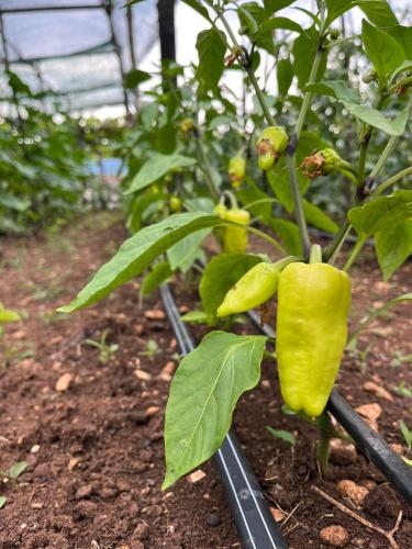 a group of green peppers growing in a greenhouse at Apartments Stella in Virpazar