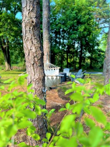 a tree in a park with a bench in the background at The Seagrove Suites & Guest Rooms in Eastham