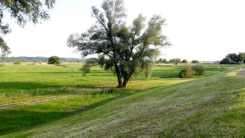 a tree in a field next to a dirt road at Ferienhaus Grüner Bungalow Kontaktloser CheckIn in Stendell