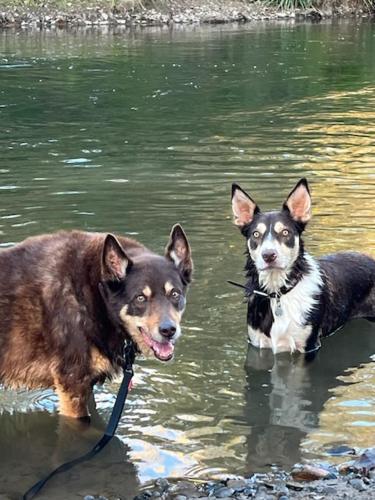 two dogs are standing in the water at Vacy Hunter Valley Lodge in Vacy