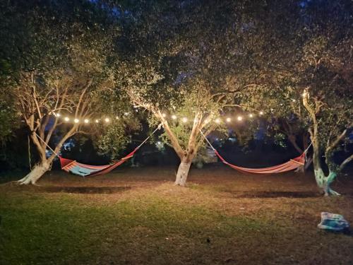 two trees with hammocks in a park at night at Filoxenia Apartments in Riza