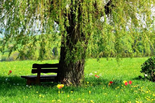 a park bench sitting under a tree in a field at Landhaus Aigner in Allhartsberg