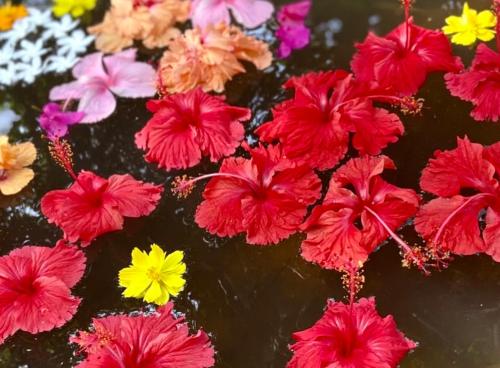a bunch of flowers floating on top of water at Villa Jacaranda in Varkala