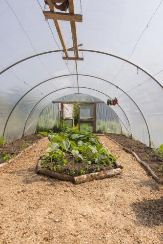 a greenhouse with a bunch of plants in it at The Common Knowledge Centre in Kilfenora