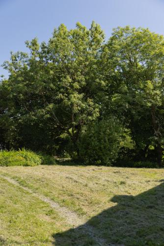 a tree in the middle of a grass field at The Common Knowledge Centre in Kilfenora