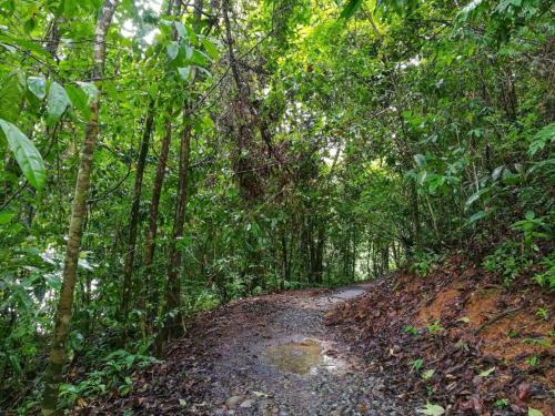 a dirt road in the middle of a forest at Vista Alta Ecolodge Bahia Drake in Drake