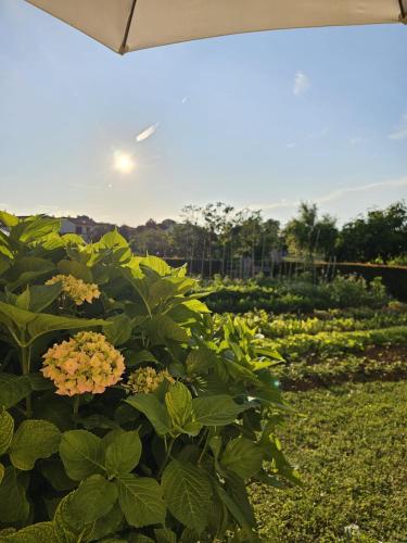 a bush with yellow flowers in a garden at Studio Ivona in Poreč