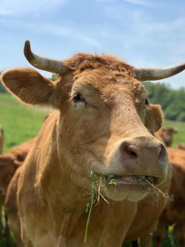 a cow with horns eating grass in a field at Millstone Gite 2, two bed apartment + shared pool in Chassenon
