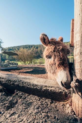 a donkey is peeking out from behind a fence at Hüdahof Niemtal in Niemthal