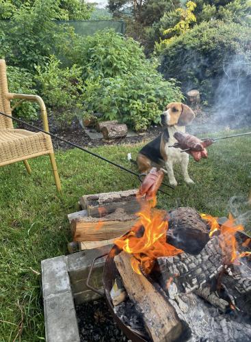 a dog sitting next to a fire in a yard at Apartmán "Pod Rokem" in Sušice