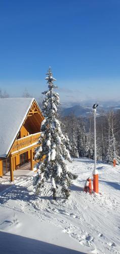 a snow covered christmas tree in front of a cabin at Apartamenty na Soszowie, Wisła - widokowe miejsce z Balią & Prywatną Sauną, obok stoku narciarskiego i Bike Parku, dla max 16 osób in Wisła