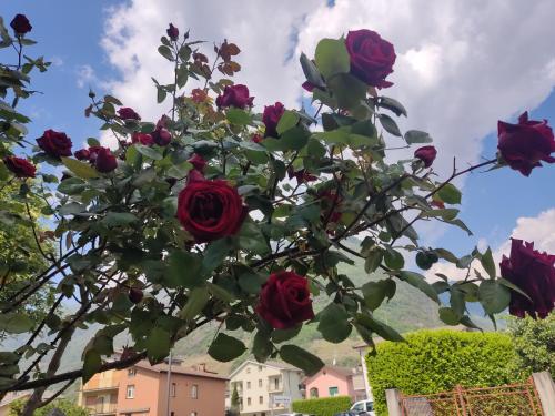 a bouquet of red roses on a tree at Tirano Express luxury Apartment in Tirano