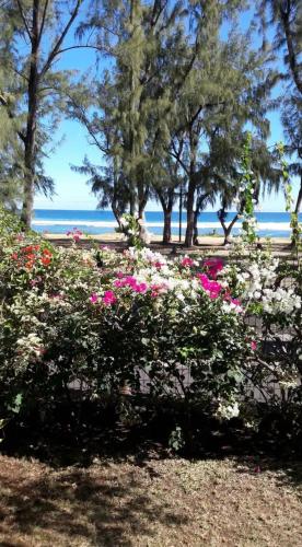 聖魯的住宿－Leu lagon，海滩上种有粉红色和白色花卉的花园