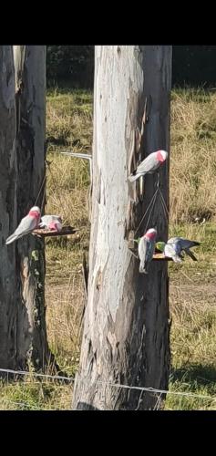 a group of birds perched on the side of a tree at 3 bed cottage nestled at centre of 21 acres in Blackbutt in Blackbutt
