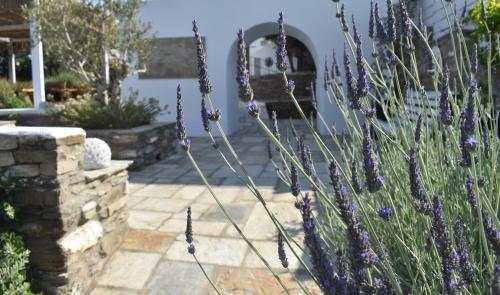a garden with purple flowers in front of a house at Ursa Major Suites in Tinos
