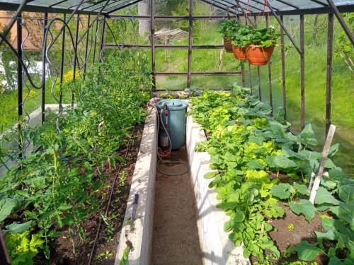 a greenhouse with a bunch of plants in it at Sny pod jasany in Horní Řasnice