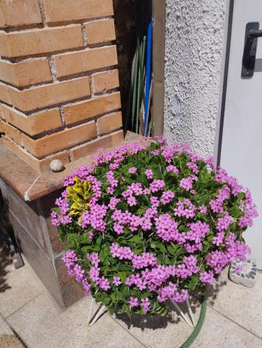 a pot of pink flowers sitting next to a brick wall at Haus Maria in Neubach