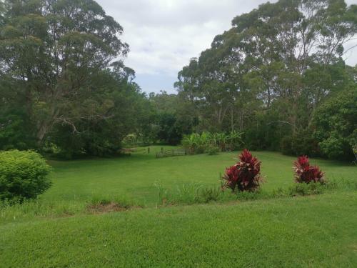 un campo con algunas plantas rojas en la hierba en Rural Escape en Boambee