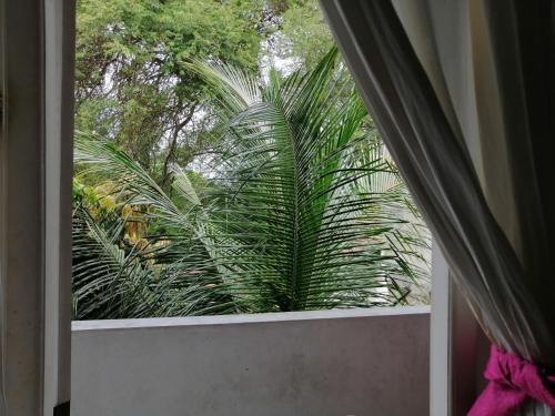 a view of a palm tree from a window at Sithila Villa in Mount Lavinia