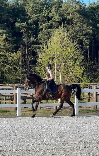 a woman riding on a brown horse in front of a fence at Harmony Park in Kondrajec