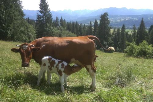 a brown cow and a baby cow standing in a field at Dom na Pawlikach in Rzepiska