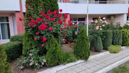 a garden of roses and bushes in front of a building at Бутикови Студиа БРИТА in Kranevo