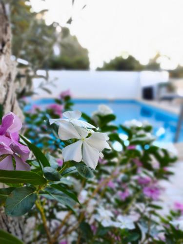 um grupo de flores em frente a uma piscina em ATHERİNA BUTİK OTEL em Kas