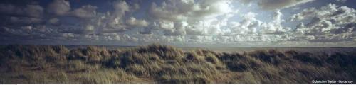 a field of tall grass under a cloudy sky at Villa Rosenhof in Norderney