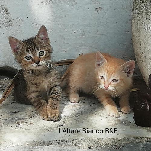 two cats are sitting next to each other at B&B L'Altare Bianco in Vieste