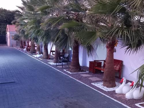 a row of palm trees next to a street at Eagles Nest Self-Catering Apartments in Gaborone