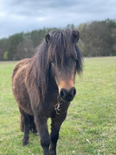a brown horse with long hair standing in a field at Urlaub auf dem Land in Triepkendorf