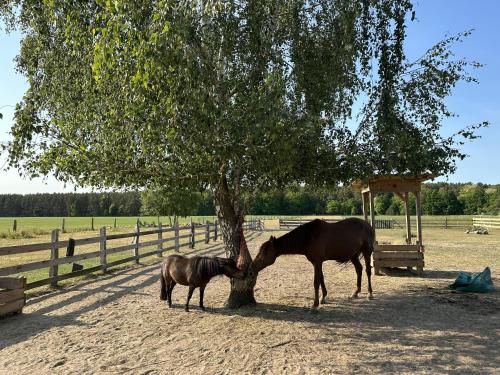 a horse and a pony standing under a tree at Urlaub auf dem Land in Triepkendorf