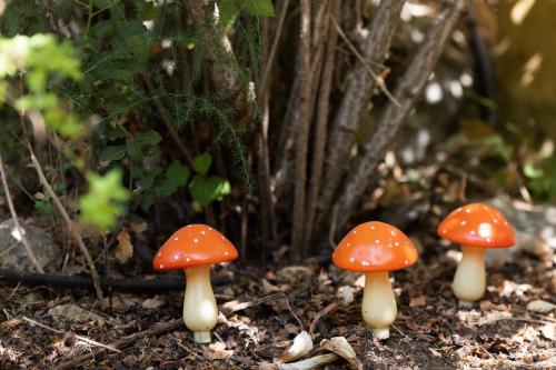 three orange and white mushrooms on the ground at המקום של מירה'לה - חדרי אירוח קסומים, רומנטיים ומבודדים בחיק הטבע in Mattat