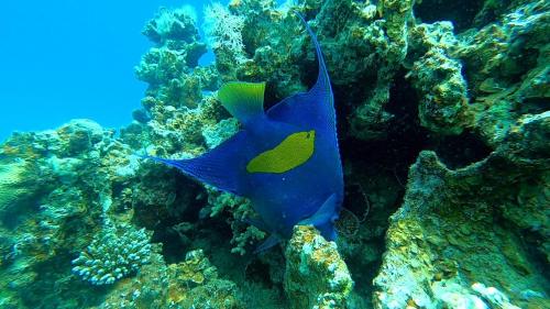 a blue and yellow fish in the ocean at Al Khalil Beach Camp in Nuweiba