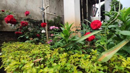 a garden with red flowers in front of a window at the 1959 house in Shillong