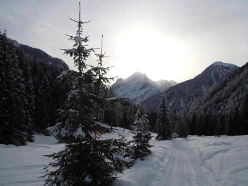 a snow covered tree in the middle of a mountain at Arnica in Canazei