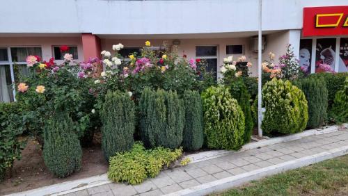 a row of bushes and flowers in front of a building at Бутикови Студиа БРИТА in Kranevo