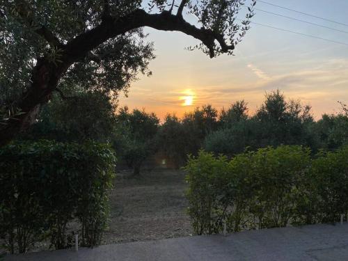 Rustic- Chic Villa in a Private Olive Grove - Filiatra