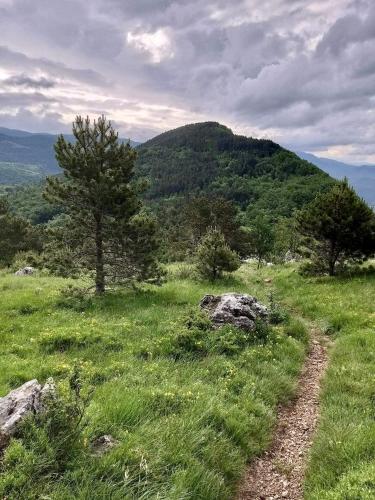 a path in a field with a tree and a mountain at Greg's Rooms in Ilirska Bistrica