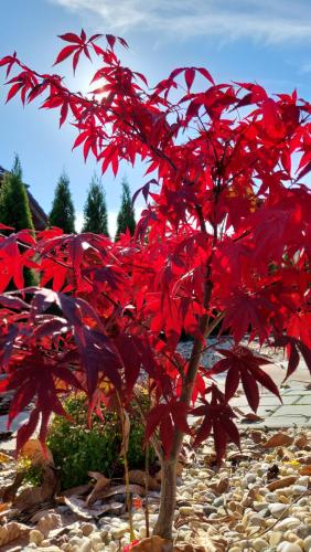 a tree with red leaves on a pile of rocks at Apartmány Hutisko 769 in Hutisko