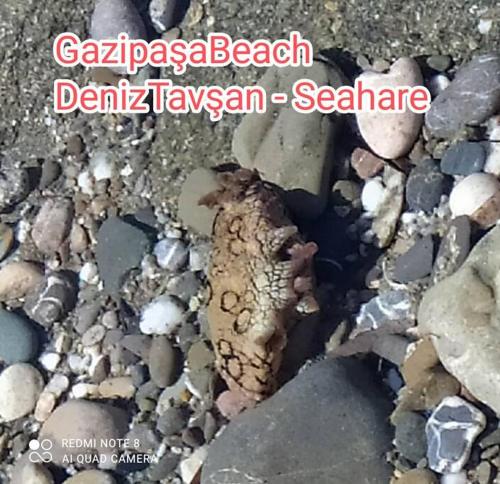 a dead lizard sitting on the rocks at Delfina and Delfino Cozy Home in Kışlabucağı