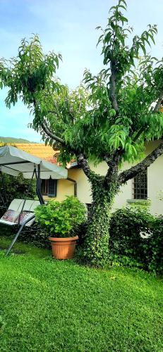 a tree in a yard next to a house at B&B degli Allori in Moggiona