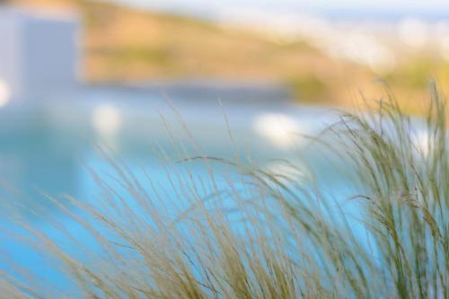 a patch of grass with a blue car in the background at Aegean Breeze House in Kampos Paros