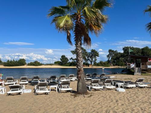 een stel ligstoelen en een palmboom op een strand bij Perle des îles in Lège-Cap-Ferret