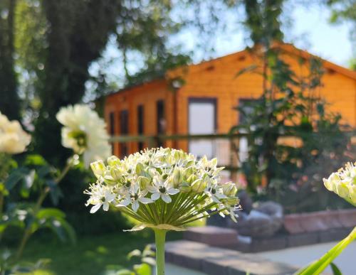 eine Blume in einem Garten mit einem Haus im Hintergrund in der Unterkunft Desart School Garden Chalet in Kilkenny