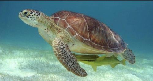 a green sea turtle swimming in the water at Casa Marene in Puerto Morelos