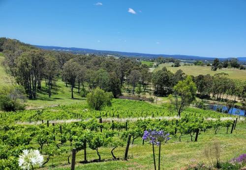 a field of vines with flowers and trees at Mistress Block Vineyard in Pokolbin